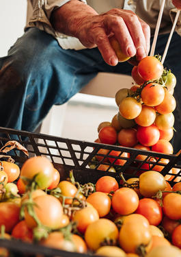Globalgap_tomato